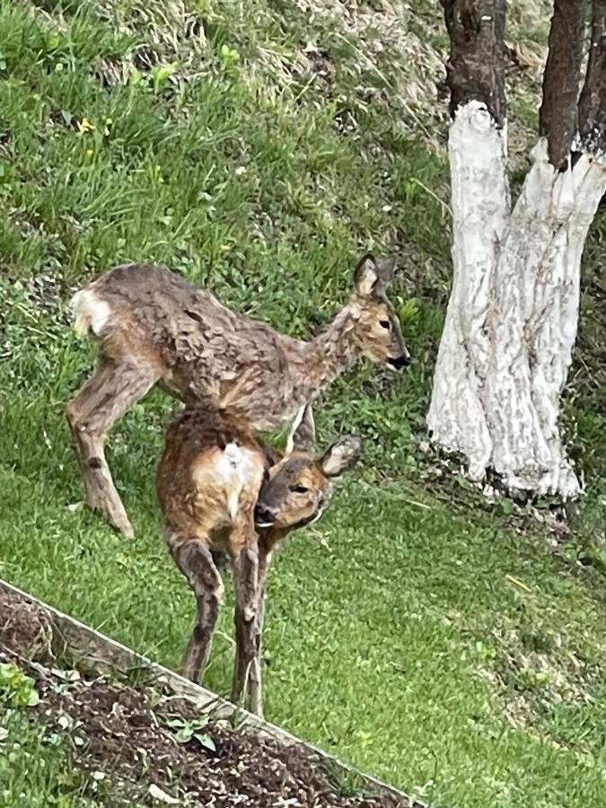 Appartamento In Montagna Venas Exteriér fotografie